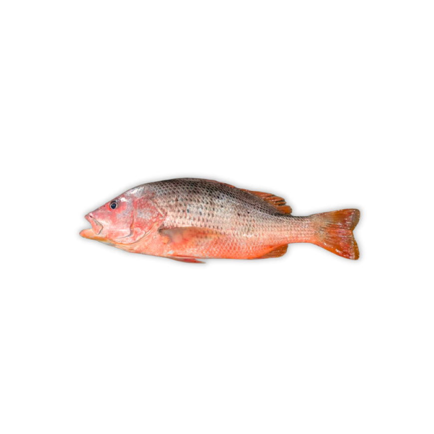 Red Snapper Fish