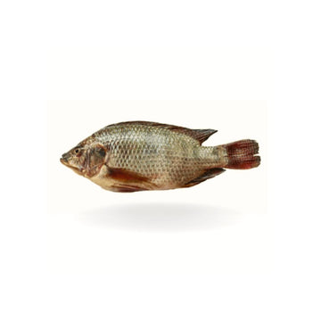 Tillapia Fish