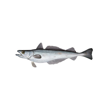 Wild Pacific Whitimg Fish